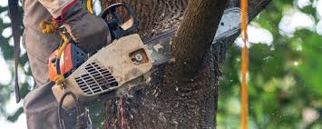 Best Tree and Shrub Care  in Brown Deer, WI
