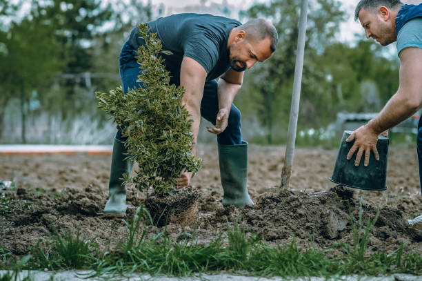 Best Root Management and Removal  in Brown Deer, WI