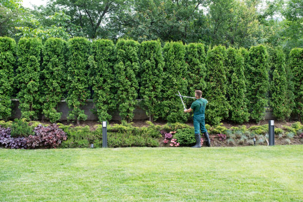 Best Weed Control  in Brown Deer, WI