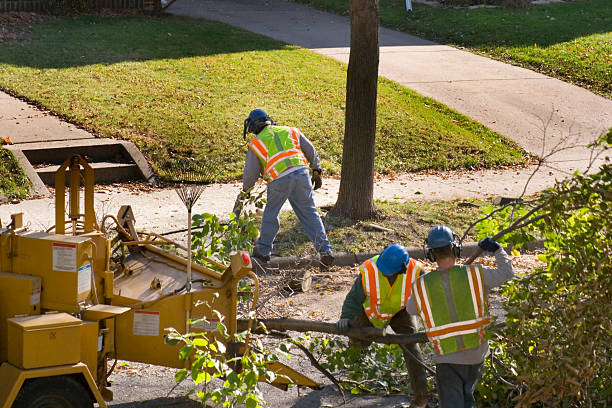 Best Emergency Tree Removal  in Brown Deer, WI