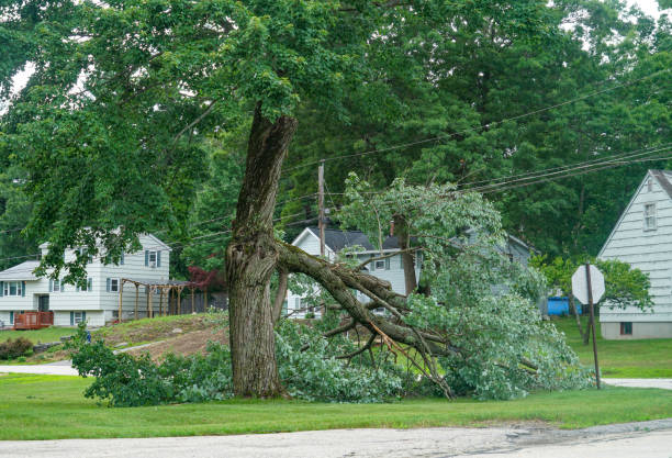 Best Palm Tree Trimming  in Brown Deer, WI
