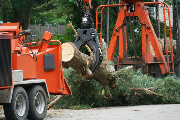 Best Tree Maintenance Programs  in Brown Deer, WI
