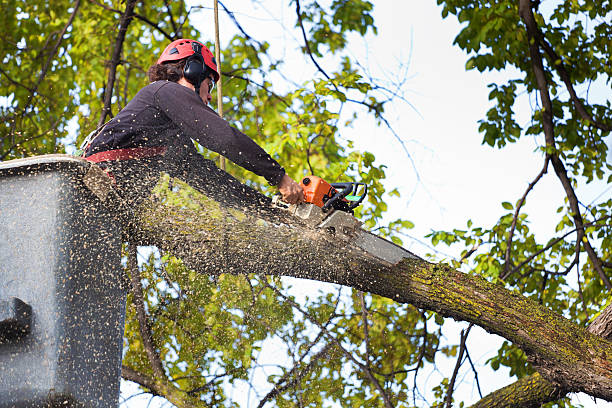 Best Landscape Design and Installation  in Brown Deer, WI