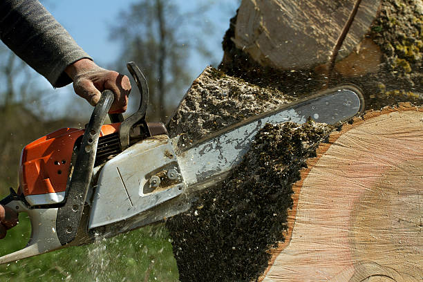 Best Tree Trimming and Pruning  in Brown Deer, WI